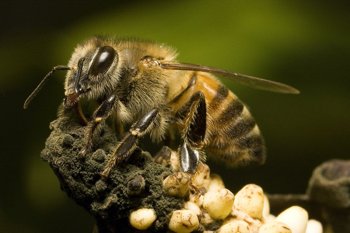 It’s not clear what we can do about these mites. So-called ‘killer bees’ can get rid of them, but get rid of livestock too…