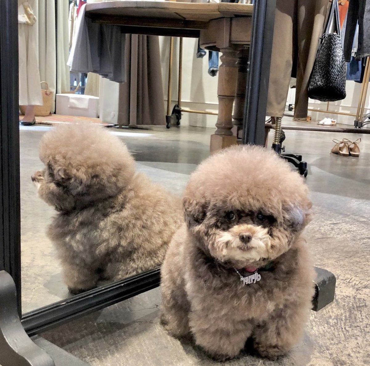 dog_rates's tweet photo. This is Kokoro. She thought she was the roundest pup in all the land until she met this other dog today. Shocked and confused. Still 14/10 https://t.co/r9eGRsWh8x