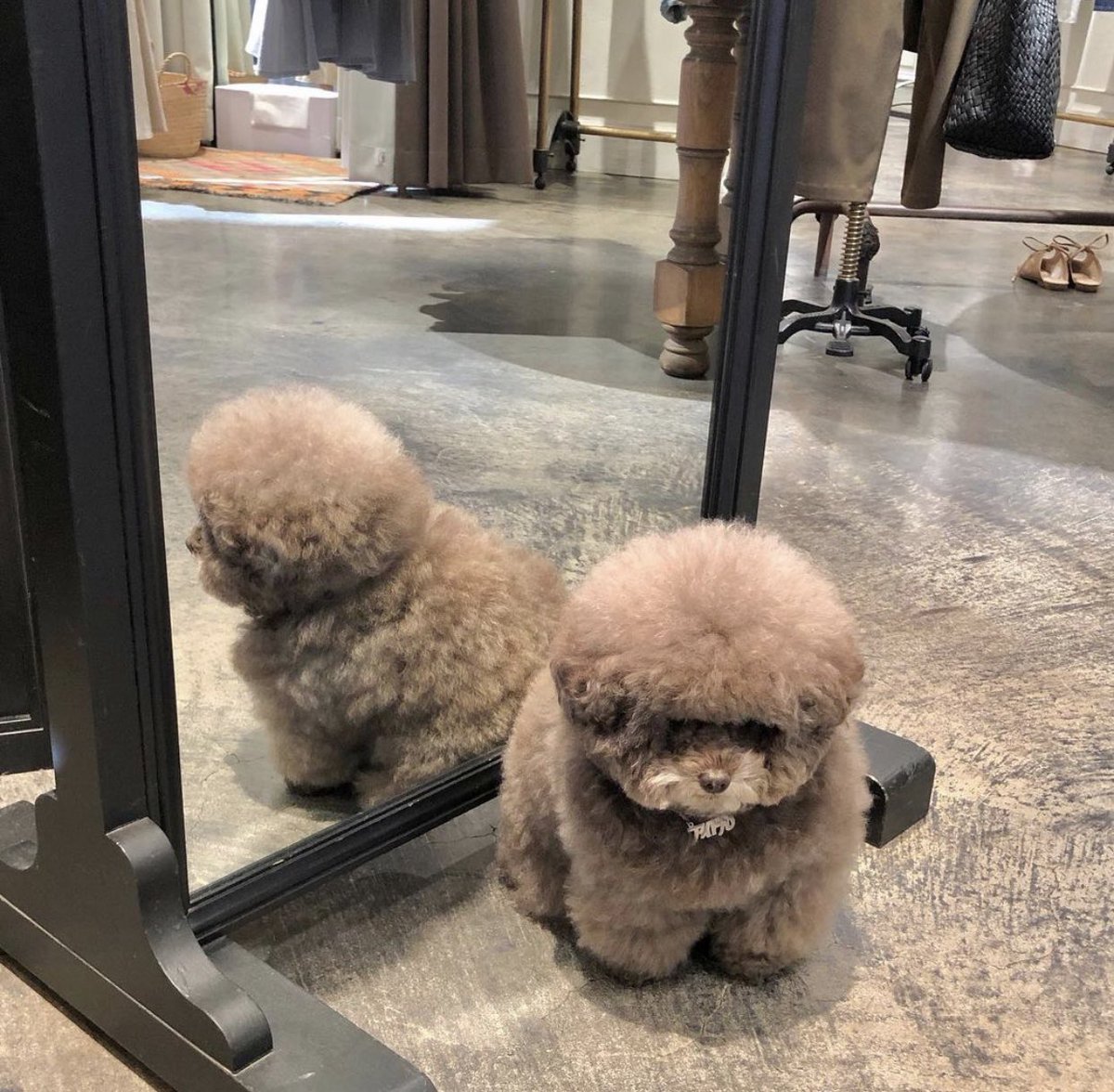 This is Kokoro. She thought she was the roundest pup in all the land until she met this other dog today. Shocked and confused. Still 14/10