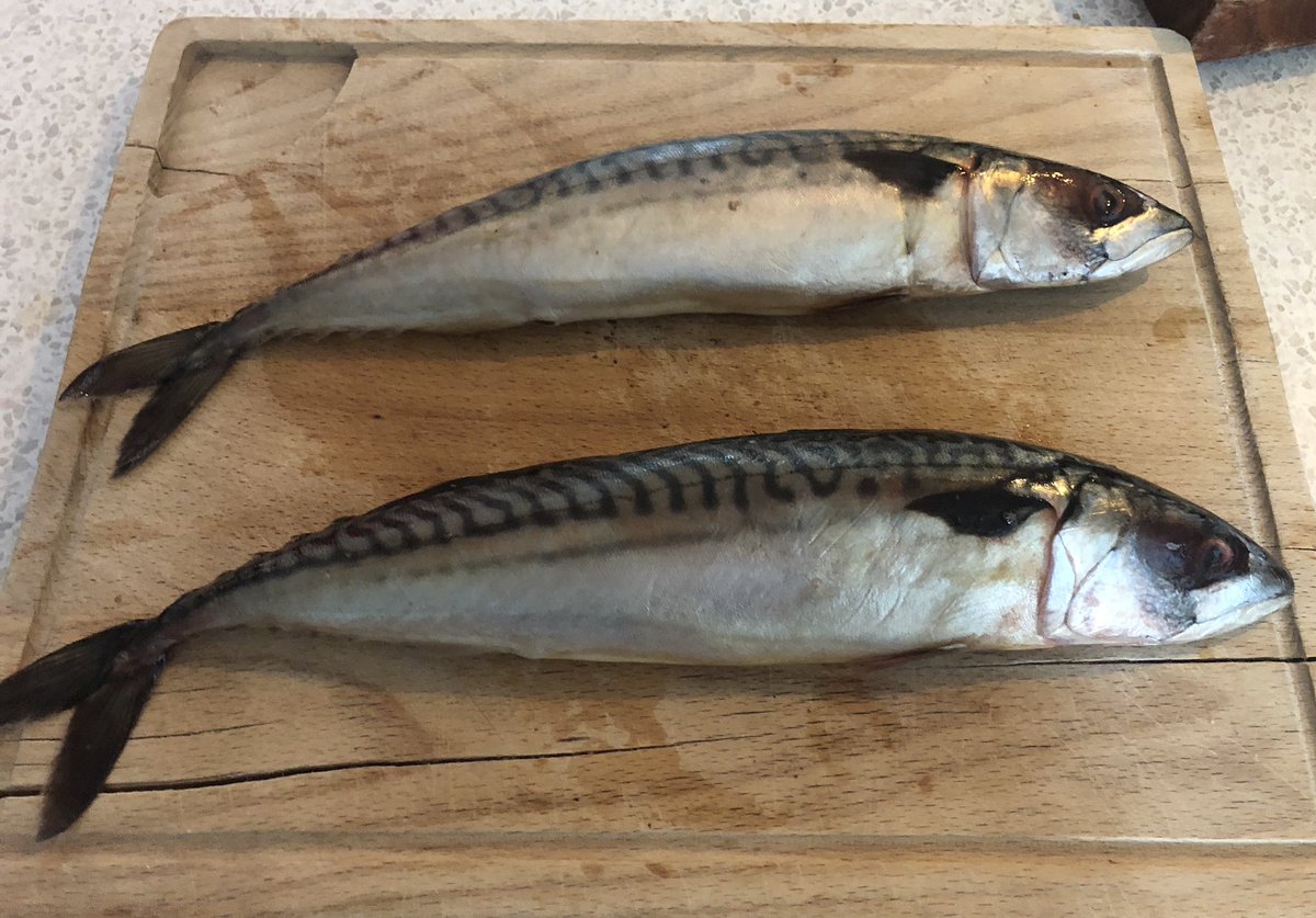fionaperrin's tweet photo. Mackerel for dinner tonight.
Gutting. #fishjoke #Cornwall https://t.co/rftX1jOuv2