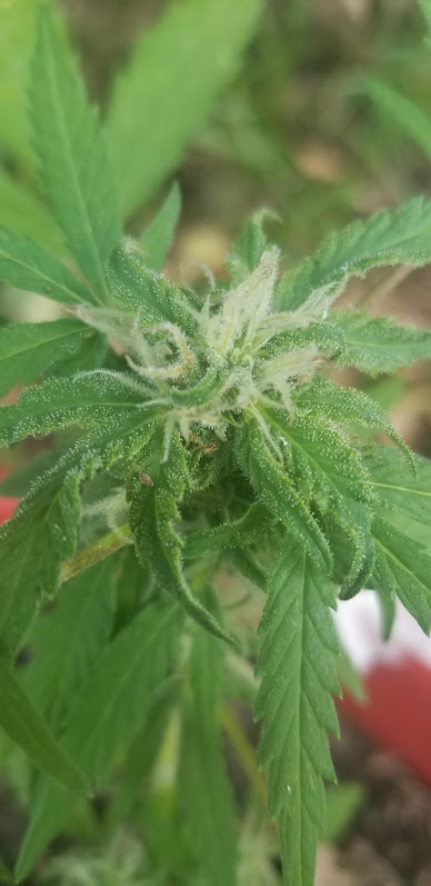 Lemon Haze getting frosty early in the flowering cycle
*
*
*
*
#potporn
#nug
#420blazeit
#hightimes
#thc
#weedstagram420
#stoned
#iwillmarrymary
#smokeweedeveryday
#medicalmarijuana
#dab
#weedlife