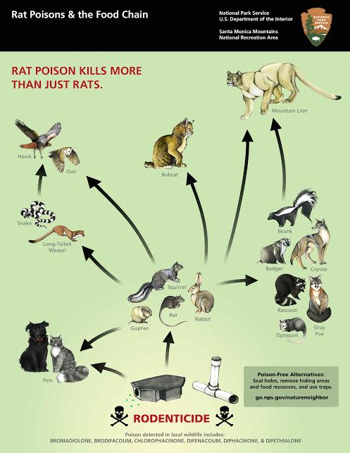 SamoFund's tweet photo. #BreakThePoisonChain and take the pledge to stop using rat poison! There are alternative ways to get rid of pests without harming the rest of the wildlife population. 

More info: https://t.co/jtCwG1i2tu #WednesdayWisdom https://t.co/BINycL7QXd