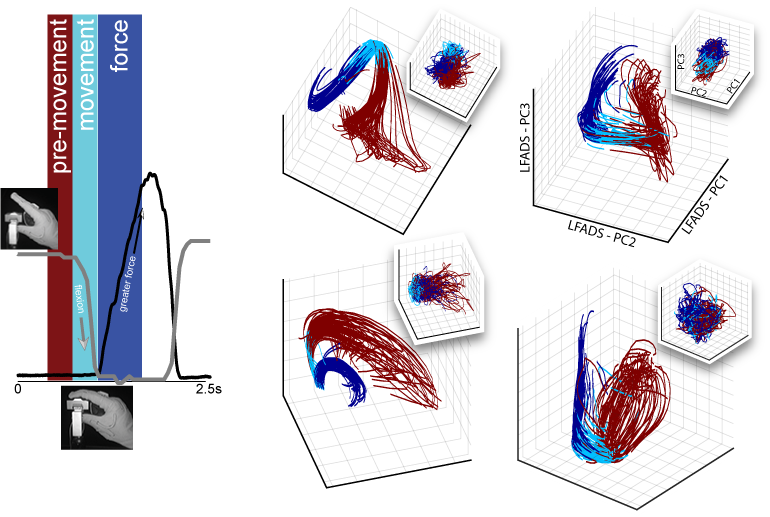 Check out our new study  in #eNeuro exploring how the human brain controls movement and force differently during object grasping (eneuro.org/content/early/…).  Featuring #LFADS on human #ECoG!