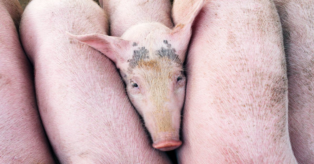 Direct Action Everywhere Uses VR to Take Viewers Inside Factory Farms

vtlbranding.com/direct-action-…