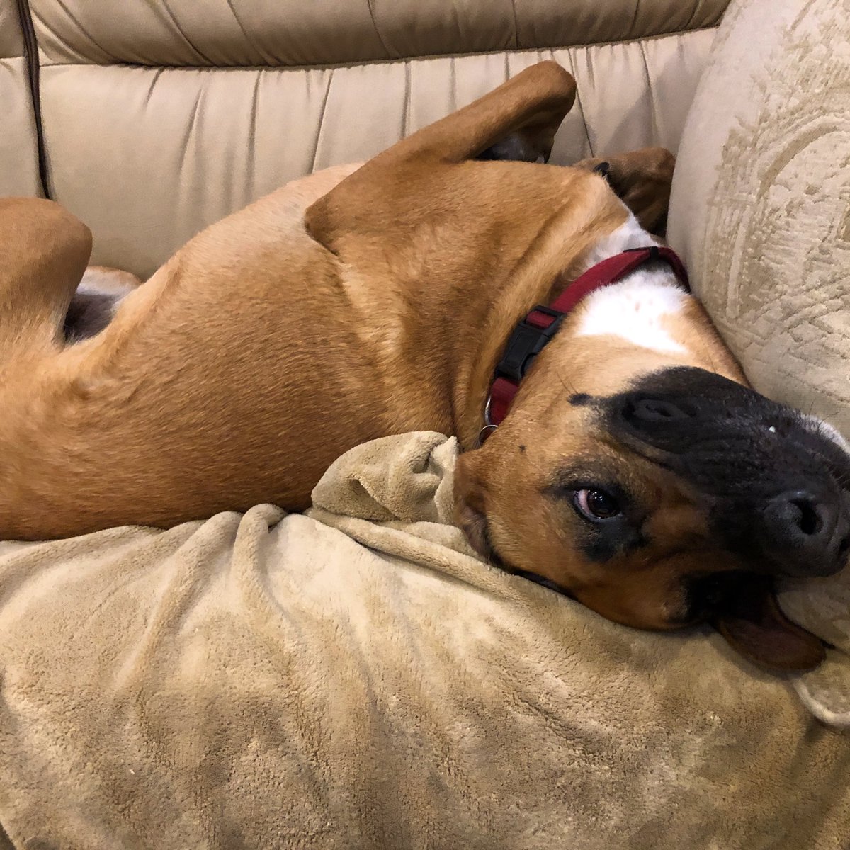 RVTXDog's tweet photo. Every so often I become a couch potato. How about you? 🐕 https://t.co/FqwSE0woki