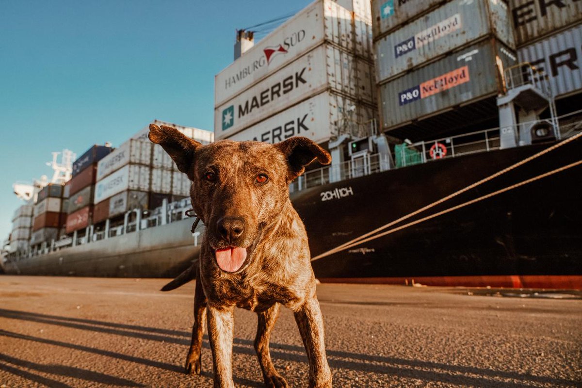 TC2mdp's tweet photo. Contamos con todo tipo de custodios a la carga conteinerizada que movimos al #MadridTrader en el muelle de ultramar @puertomdpok https://t.co/ufwH2M5Ize