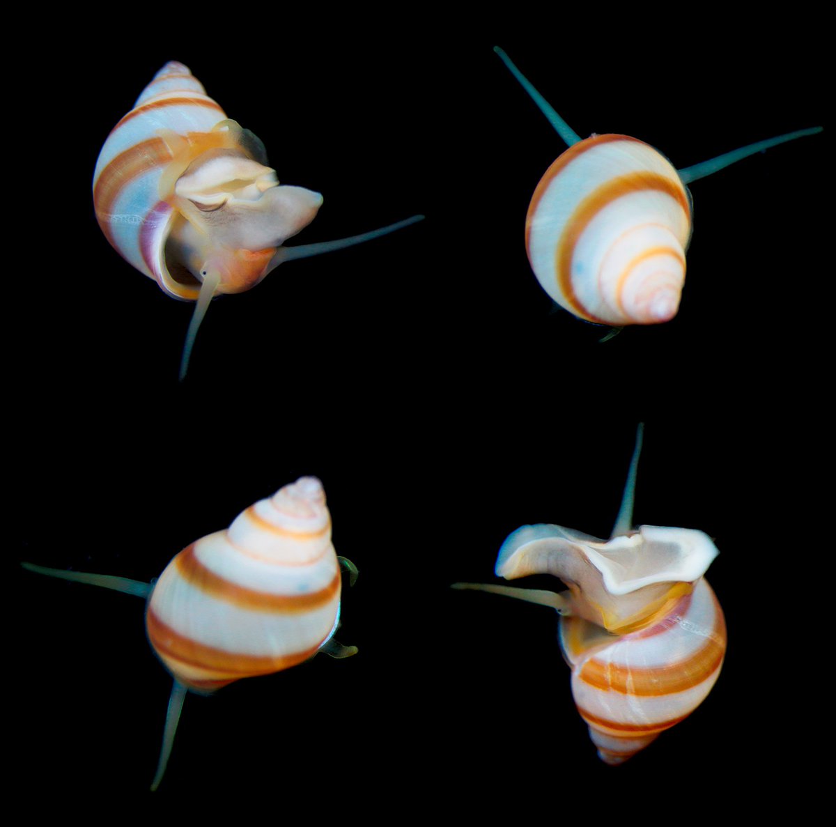 redia_matros's tweet photo. #MolluscMonday with Lacuna vincta (a bit too colorful:) https://t.co/IFp6MiulH2
