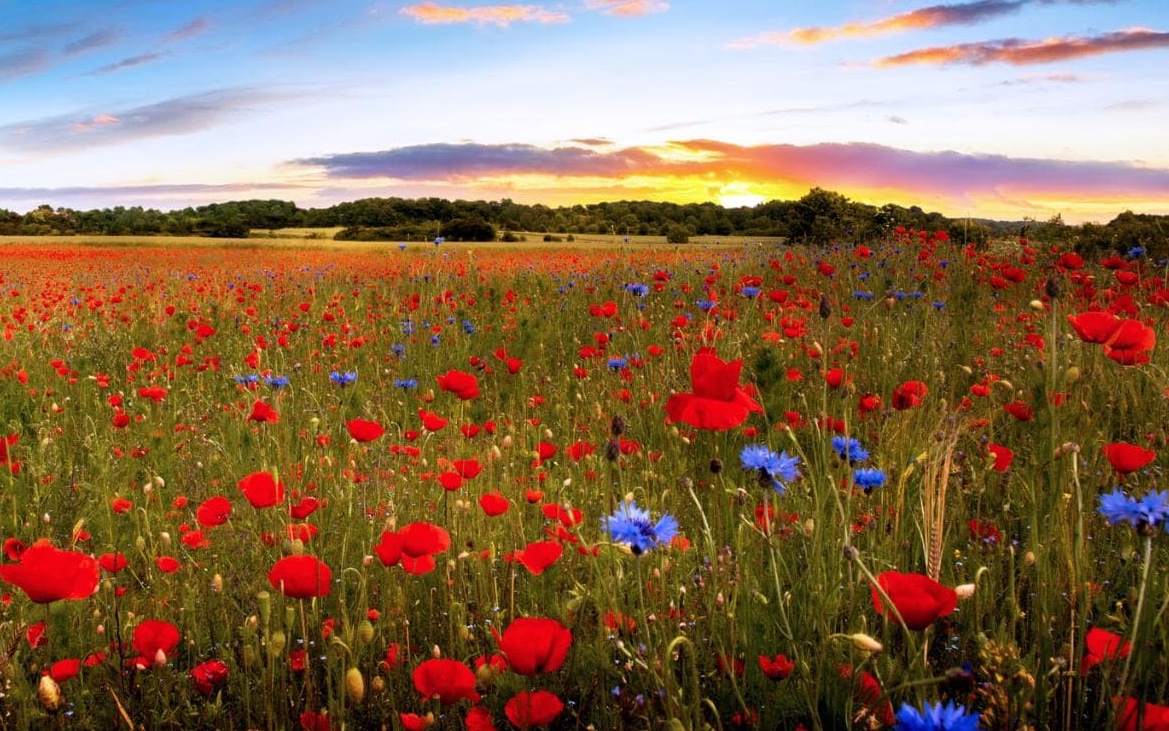 It's definitely cause for  #hope. Best case scenario: the EU Pollinators Initiative stops the  #CommonAgriculturalPolicy's incentives for pollinator destruction , limits & monitors harmful pesticides , & restores & connects pollinators' habitats.  Getty