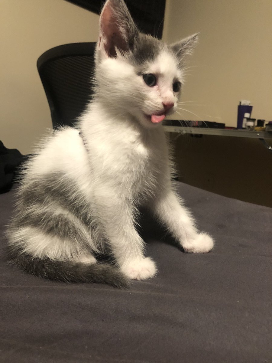bbw_gothbabe's tweet photo. I GOT A NEW #kitten 😻 his names Bullet and he’s so tough https://t.co/dlRrkWrEyP