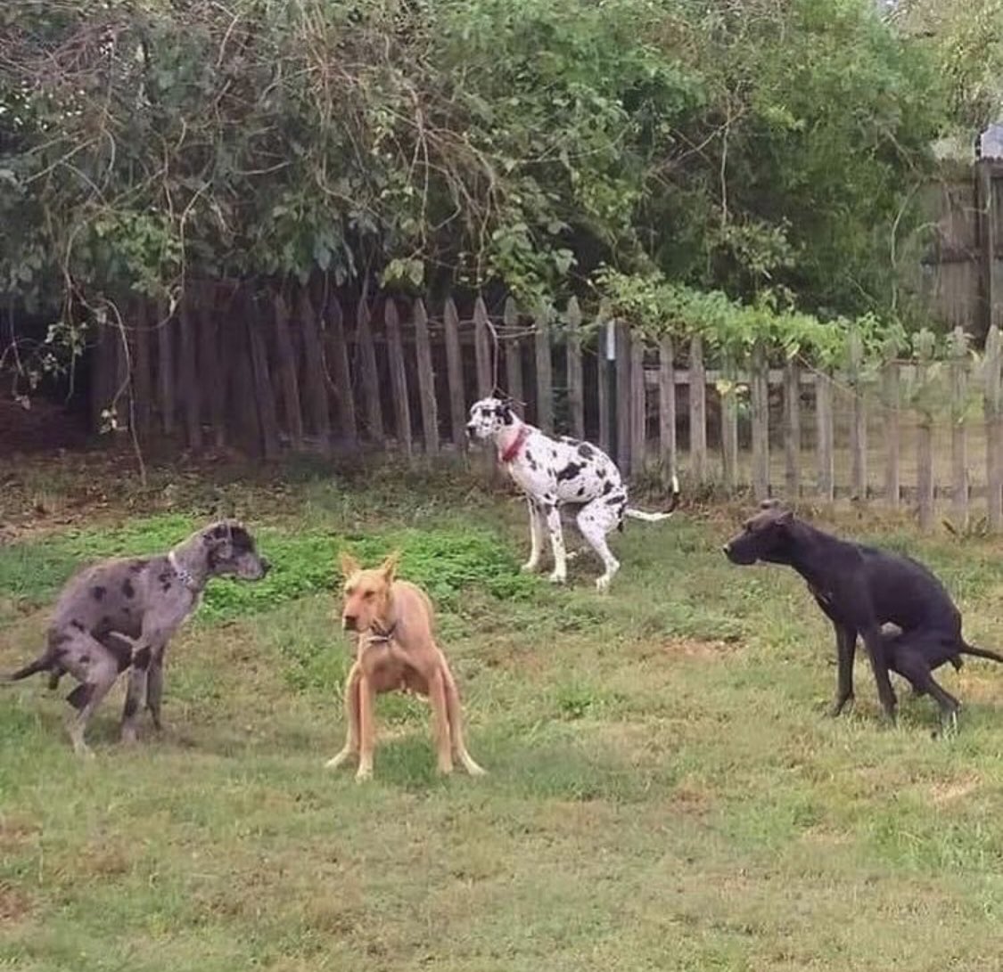 PoopFromDaButt's tweet photo. me and my boys when we find a house with a Trump 2020 flag flying https://t.co/d4TUZ49qRl