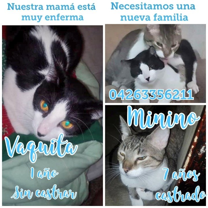 Grupo Ayuda Mascotas 🇻🇪🐾 tweet media