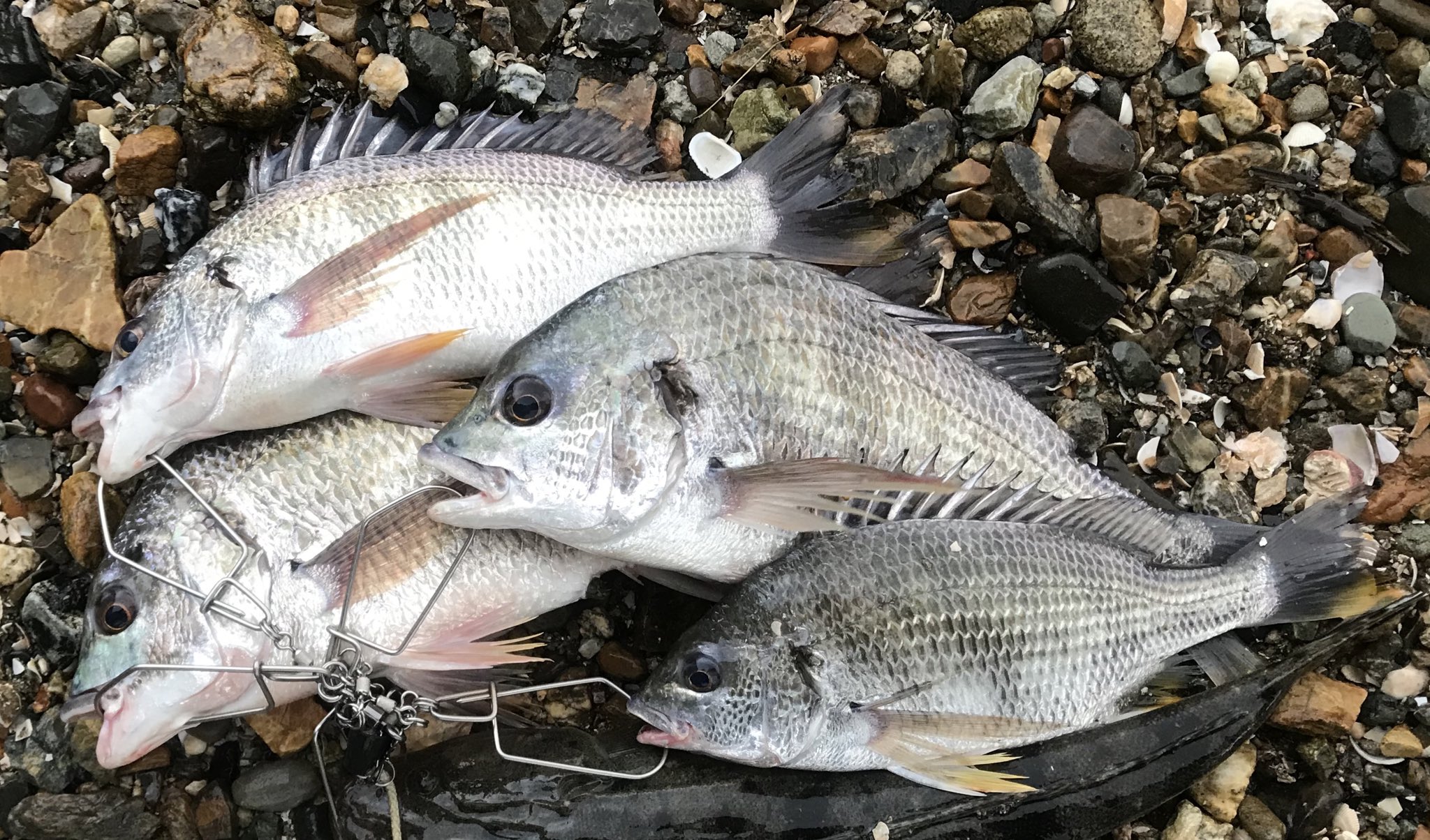 Kajinao 22 キチヌ 世間一般的にはクロダイの下等種とみなされるかわいそうな魚 しかし 引きもルアーへの出方も完全に クロダイの上位互換で 味も非常に美味しいことが分かった ただし 生食は寄生虫に当たるリスクがあるので キチヌがチヌ師に