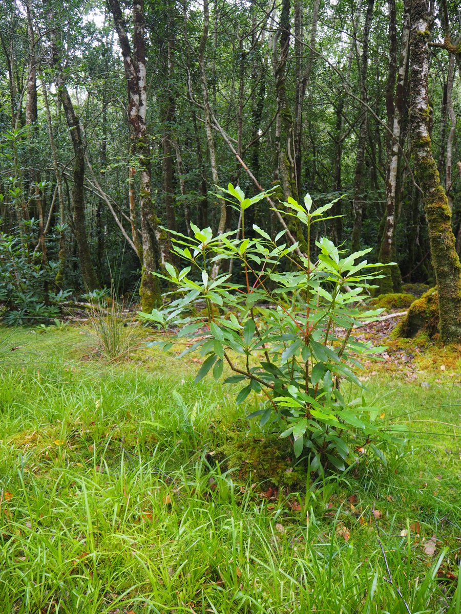 Ubiquitous rhodendron and overgrazing along with some historical dumping