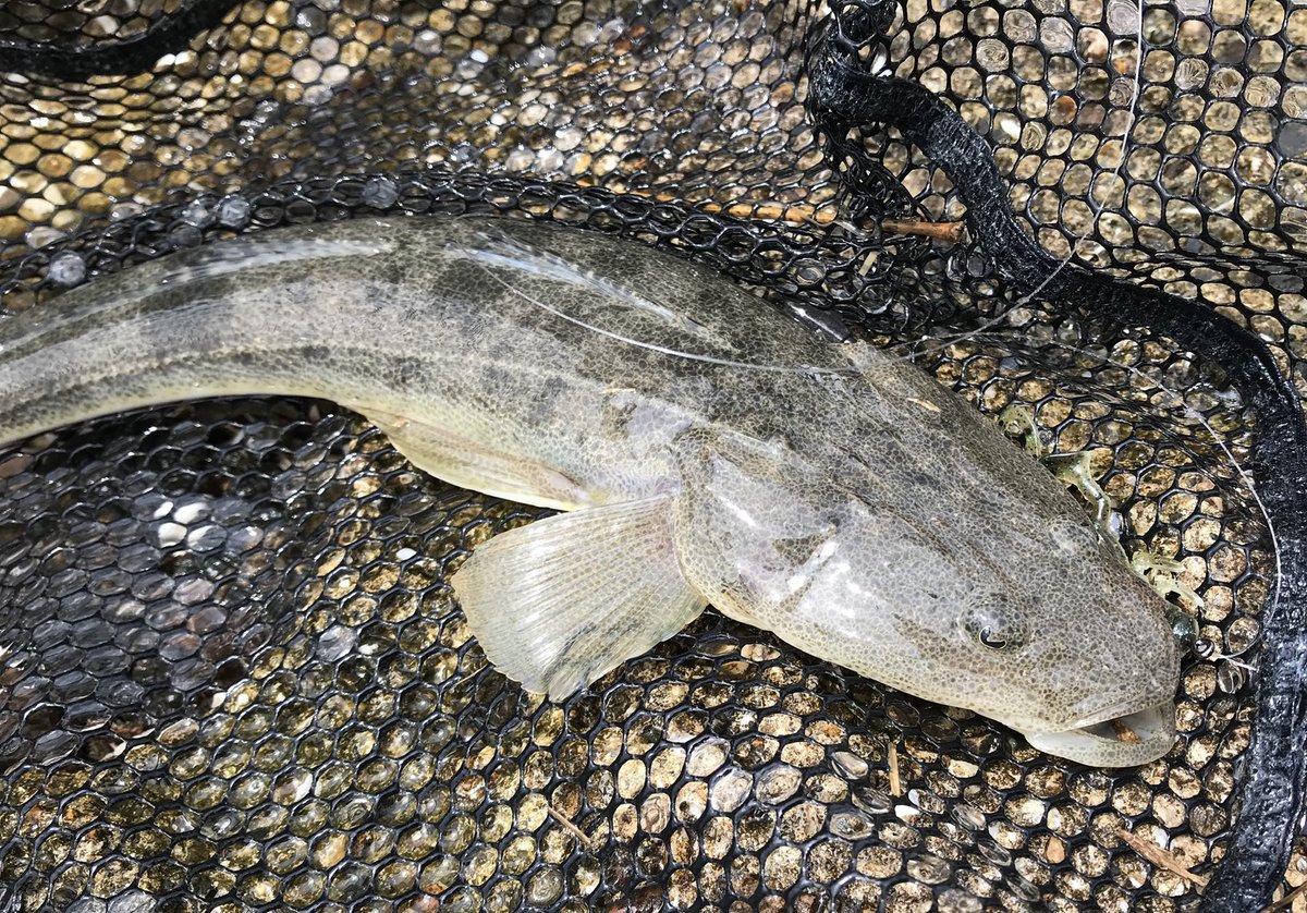 Kajinao 30 イトフエフキ たまに餌で釣れる魚 基本的にはシロギス釣りの外道でよく釣れるらしい 伊良湖とか浜名湖とか尾鷲とか沼津とか比較的どこでも釣ることができる