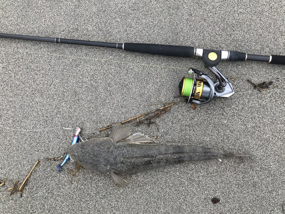 Kajinao 30 イトフエフキ たまに餌で釣れる魚 基本的にはシロギス釣りの外道でよく釣れるらしい 伊良湖とか浜名湖とか尾鷲とか沼津とか比較的どこでも釣ることができる