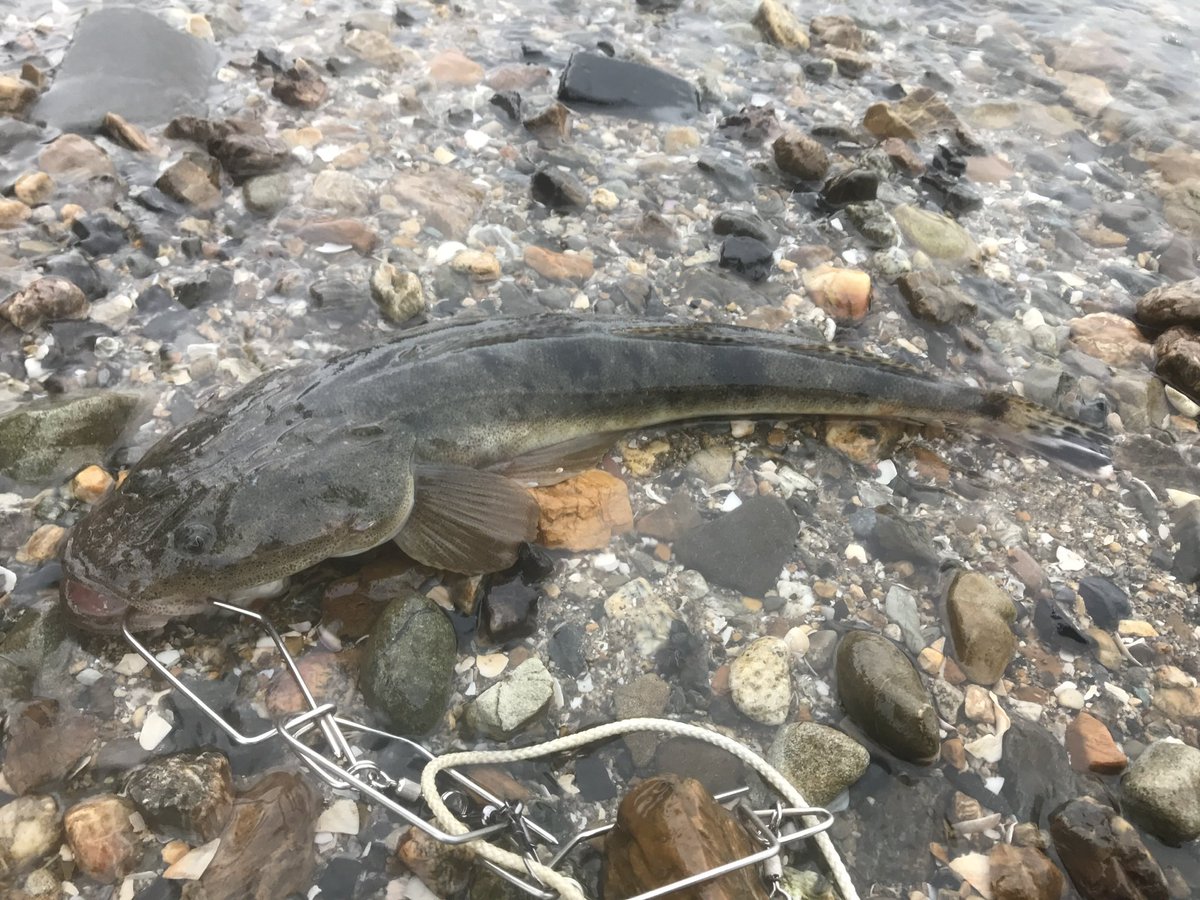 Kajinao 30 イトフエフキ たまに餌で釣れる魚 基本的にはシロギス釣りの外道でよく釣れるらしい 伊良湖とか浜名湖とか尾鷲とか沼津とか比較的どこでも釣ることができる