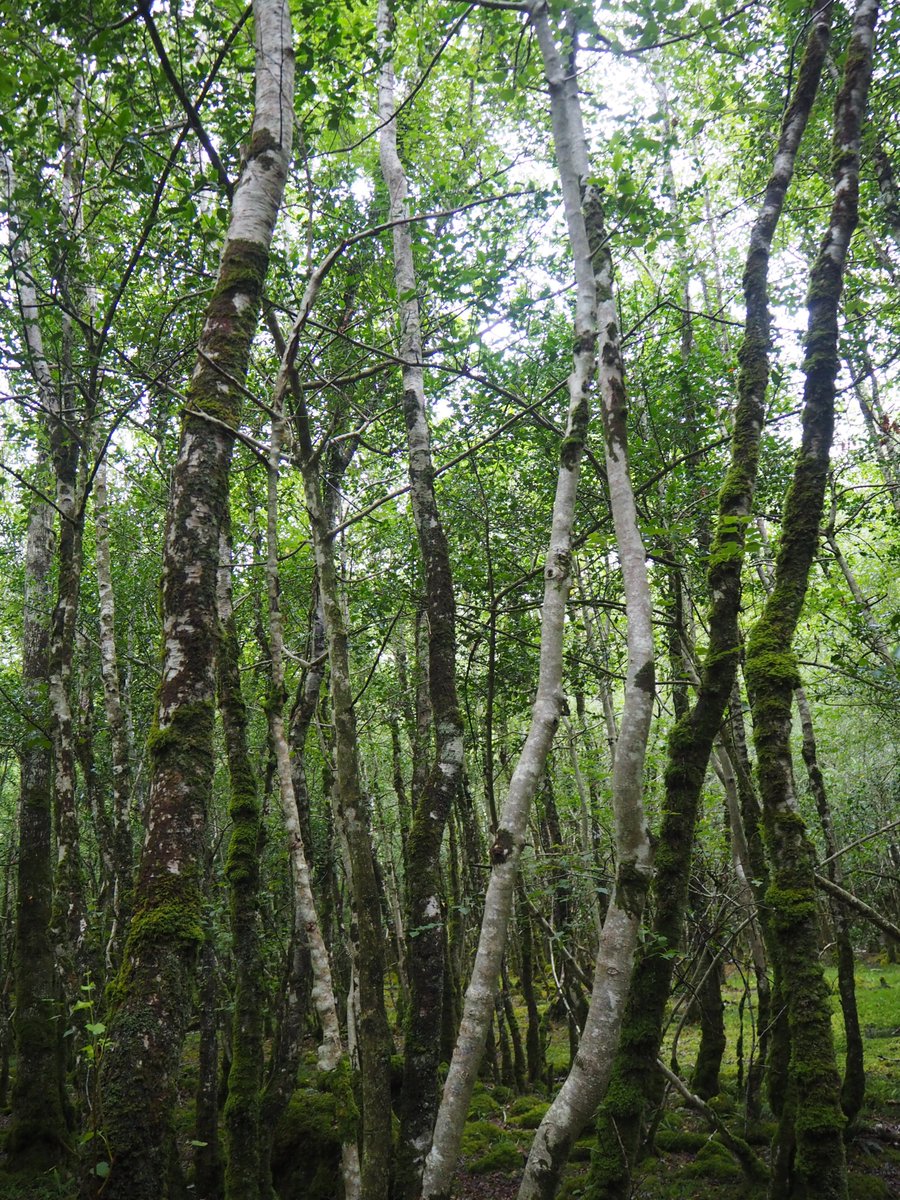 Deer everywhere in here. Canopy had less Oak than expected with lots of strangely tall holly! The woods runs down onto the edge of a bog where stunted birch give way to open ground.