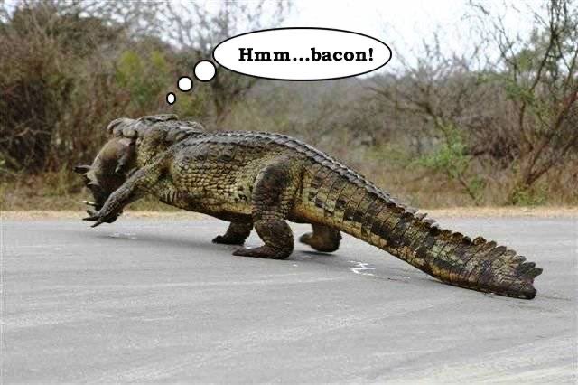 ItsBigNick's tweet photo. Mmmm...bacon!
. . .
#gator #alligator #hog #bacon #dinnerforgators #foodchain #outdoors #nature #gotbacon #crazysighting #pigfordinner https://t.co/wmEVgKTZvs