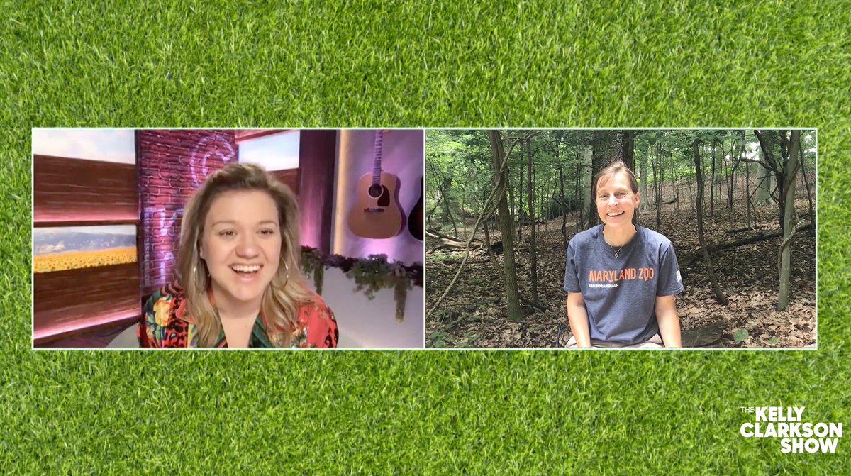 Local followers! Catch our head veterinarian, Dr. Ellen, 
on the <a href="/kellyclarksontv/">The Kelly Clarkson Show</a> today at 2PM on <a href="/wbaltv11/">WBAL-TV 11 Baltimore</a>! She will be talking with <a href="/kellyclarkson/">Kelly Clarkson</a> about LEGO Turtle, an injured wild box turtle that was rehabilitated with the help of a #LEGO brick wheelchair here at the Zoo.