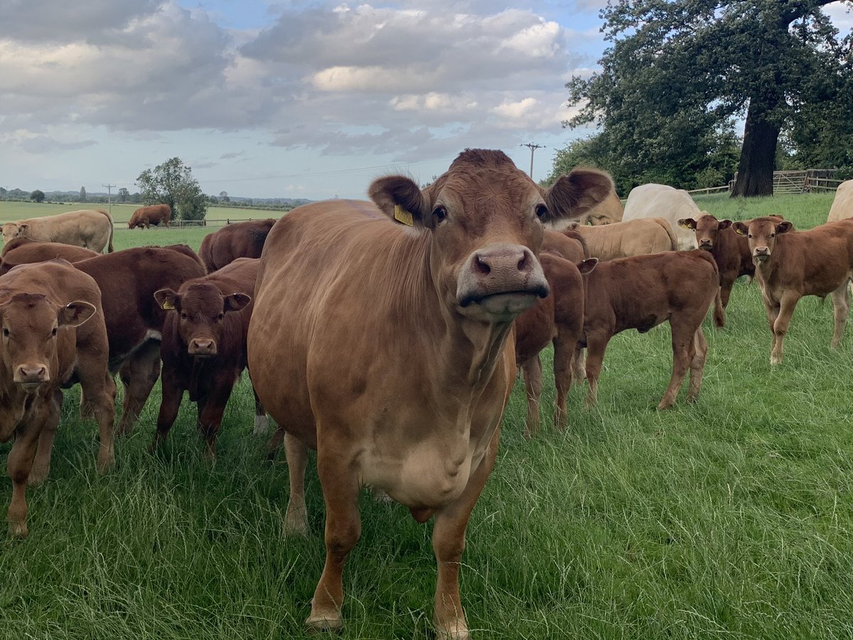 British Food Box tweet media