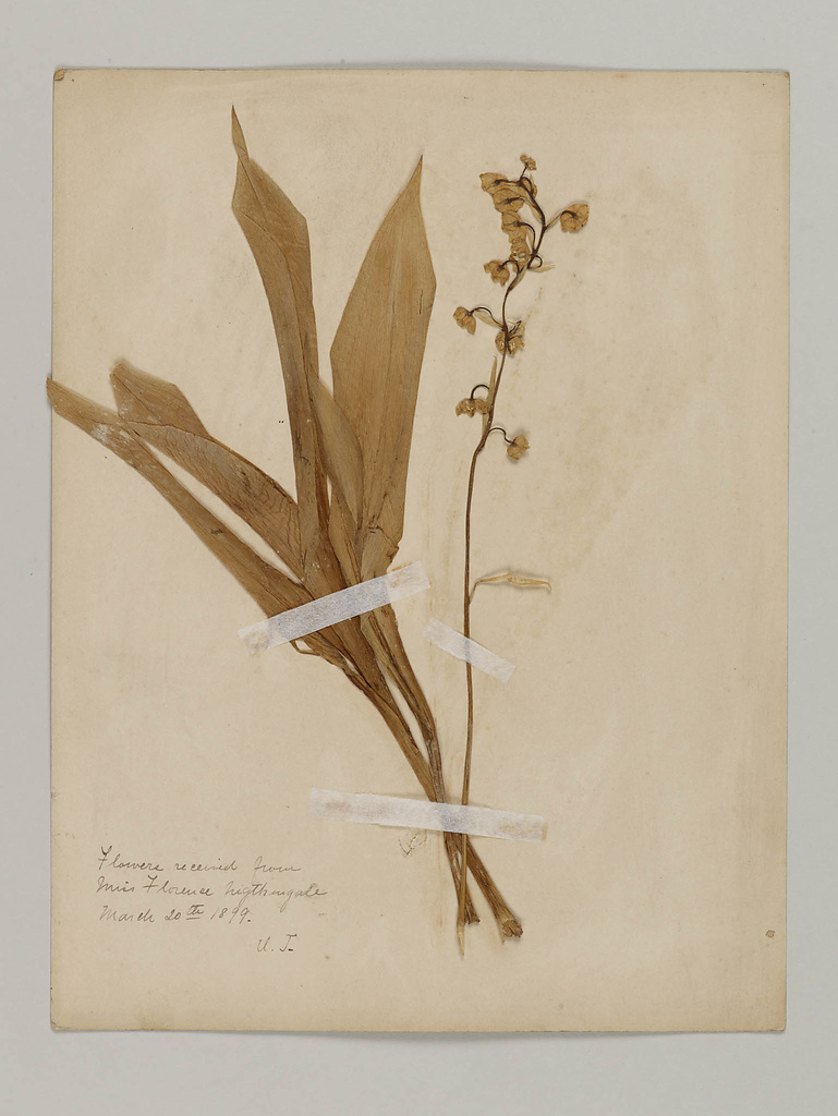 Florence gifted Umeko some flowers when she visited Brtain, and Umeko had them pressed. Now they’re in the archive of Tsuda University. They reached out to us last week to share this lovely titbit!