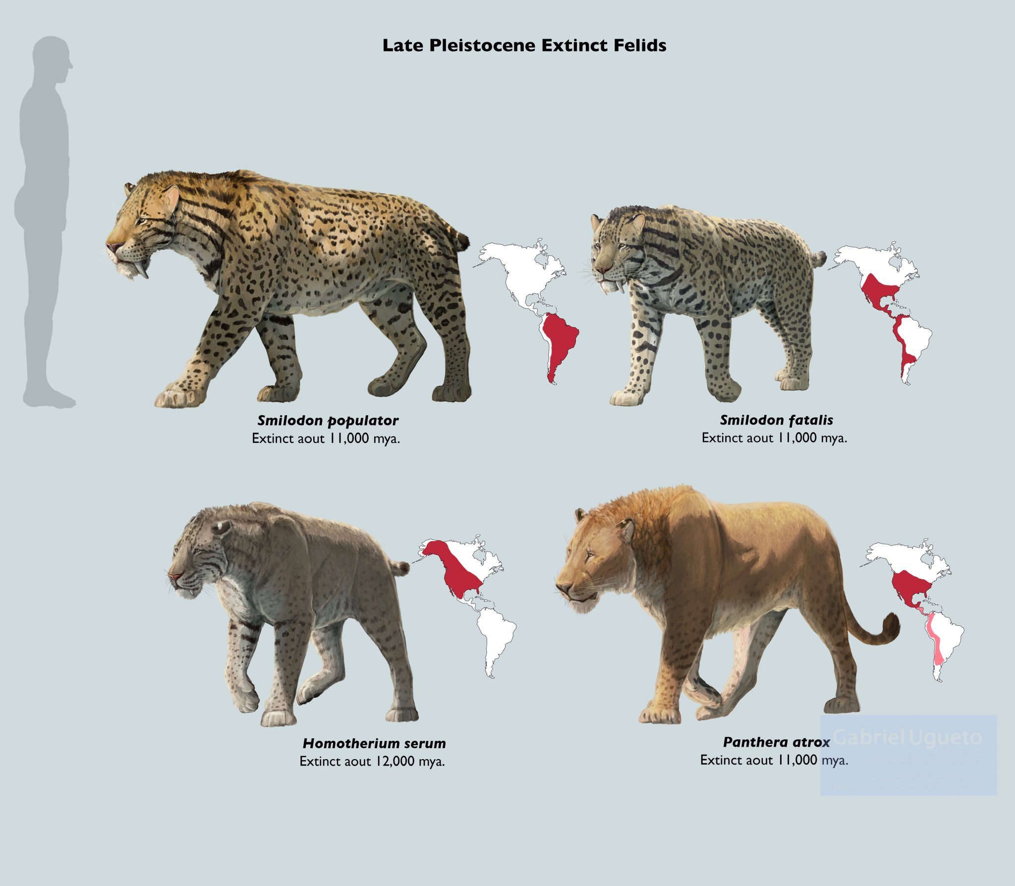 American Lion Vs Smilodon