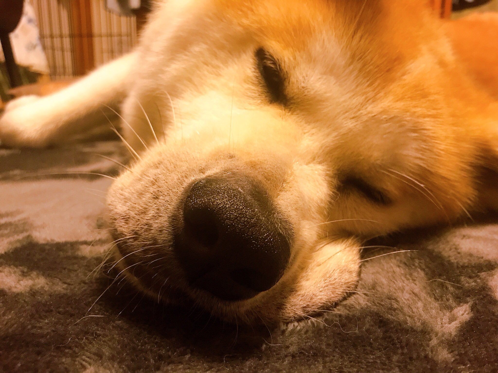 秋田犬の里 公式 おやすみな さい 今日の枕は自分のほっぺです 秋田犬 勝大 T Co Pvd8oyk2er Twitter