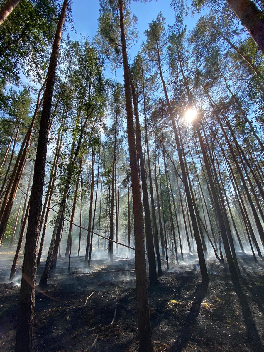 FwPotsdam's tweet photo. 📟Aktuell sind wir zusammen mit der @Berliner_Fw zu einem #Waldbrand 🌲🔥🌲🌳 in der #Parforceheide. Hier sind ca. 5000 m2 Waldboden betroffen.
#ImEinsatzFürPotsdam sind neben der #BFPotsdam auch die #FreiwilligeFeuerwehr (#FFDrewitz, #FFBabelsberg, #FFZentrum und #FFBornim). https://t.co/oKeJE3T9lg