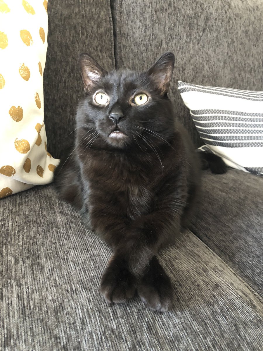 Jeff Lapointe tweet media