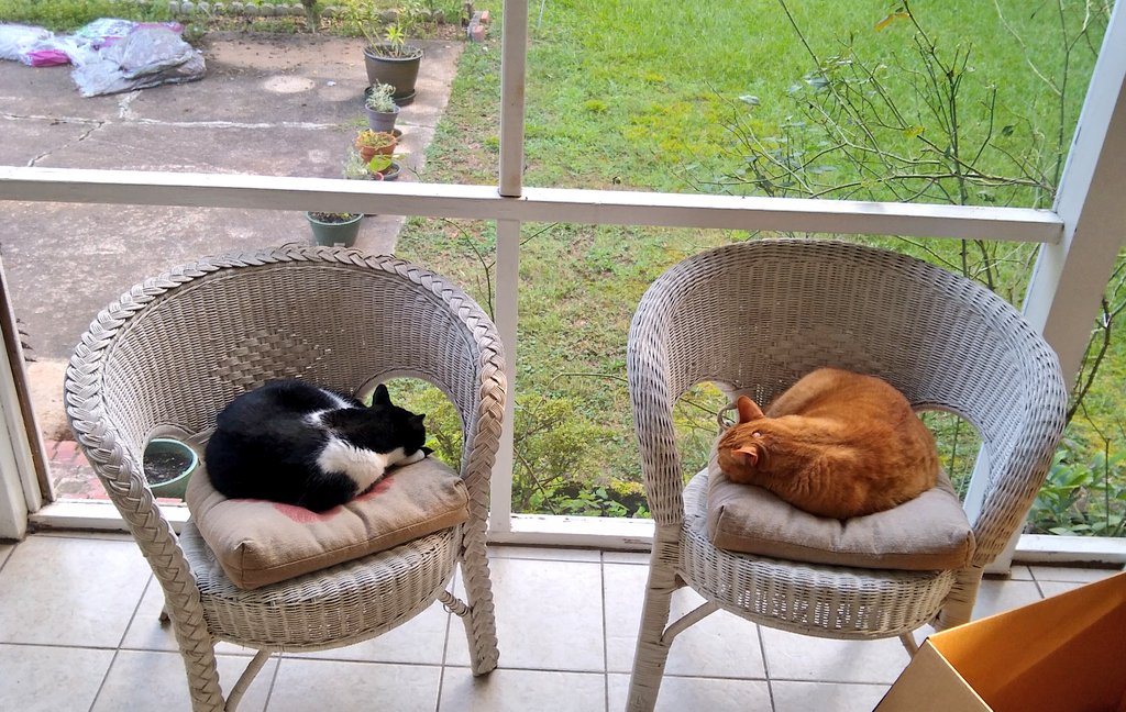 CavewomanB's tweet photo. Nine a.m. on a cool Monday morning, and all's well. #Monday #CoworkersBeLike #LetsGoBackToBed #MondayMorningSnoozle #Quiet #Cats #CatsOfTwitter https://t.co/caowoiTMvW