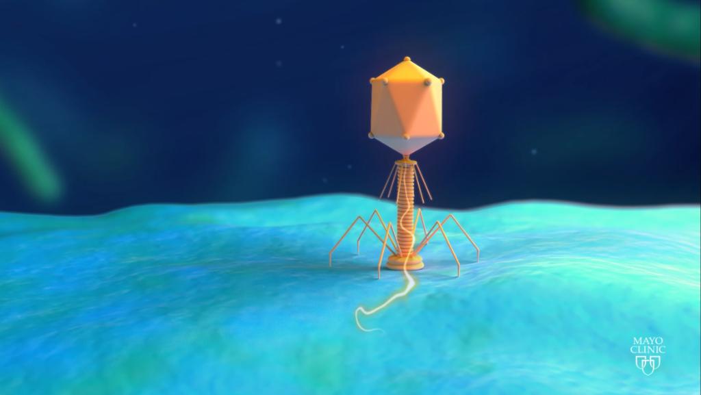 New <a href="/MayoClinic/">Mayo Clinic</a> research shows phage therapy could provide a potential treatment for managing complex bacterial infections in prosthetic joints, including those involving antibiotic-resistant microbes. Read more: mayocl.in/2CHXmw7