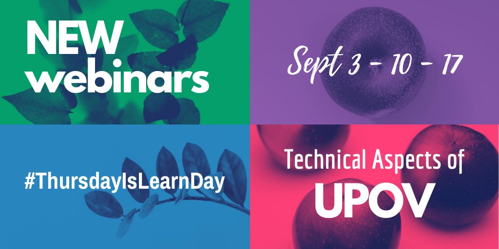 CIOPORA_IP's tweet photo. The CIOPORA Academy kicks off a plant breeder's crash course on technical aspects of #UPOV. Leading UPOV technical experts share their knowledge in three webinars - on #ThursdayIsLearnDay in September. Book the #webinar savings package by Sept 3: https://t.co/RwjDPDmRLQ @UPOVint https://t.co/5aiCf7Cwd1