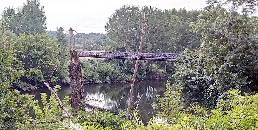 arbopalm's tweet photo. #Treebridge https://t.co/5KP95zUWjh