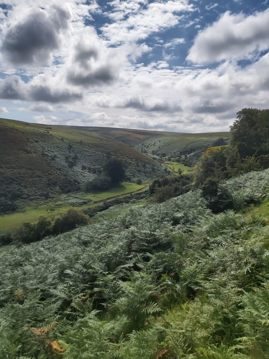 Lillycombe Sporting Club tweet media