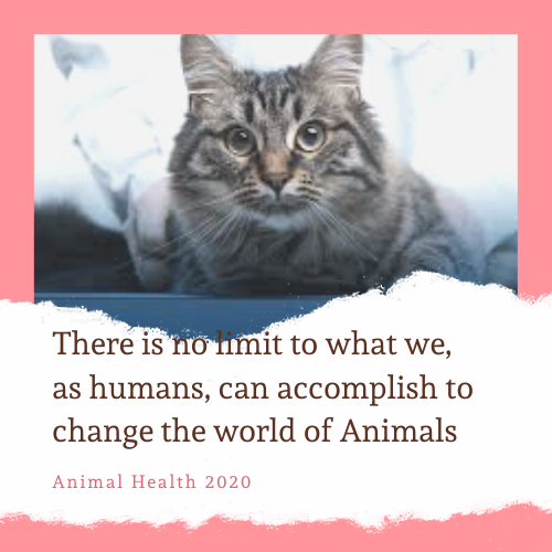 Date: November 20, 2020
Highlights: #animalhealth #veterinarymedicine #veterinarysurgery #veterinaryradiology and many more
Join by submitting your #abstracts 
Visit: animalhealth.pulsusconference.com
#covid19