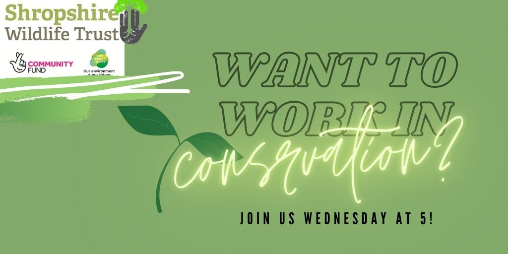 GrowingConf's tweet image. WOULD YOU LIKE A CAREER IN CONSERVATION? Join us ON Wednesday at 5! Talk to some of the people that have got a career in conservation. What qualifications and experience did they get along the way? What tips can they give you?
Follow the link:
shropshirewildlifetrust.org.uk/events/youth-w…