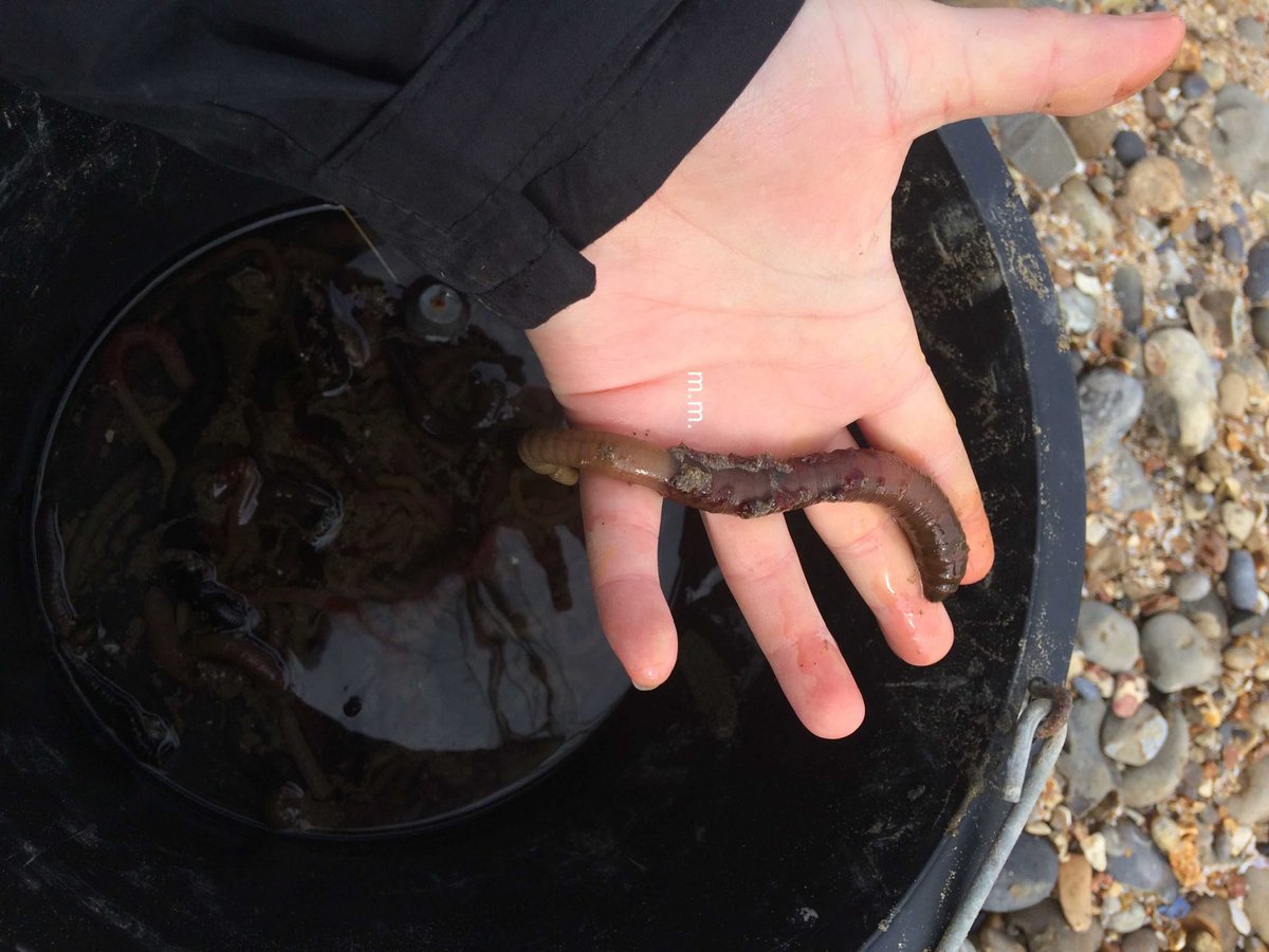 Let me start off with the cool ol’classic lug worm! These are the worms that leave sand casts, a similar shape to well .. anyway.Now I’m also a fisherwoman at heart, so I grew up holding these! What’s super cool though are that these worm STAIN YOUR HANDS YELLOW!