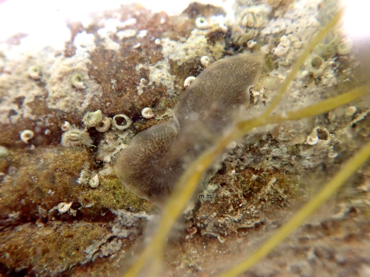 Here is an even CUTER WORM... I know I know hard to imagine.This is a flat worm, a really special find! They can come in a variety of patterns... even neon colours! Check out footage from my global rockpooling species - But LOOK AT HIS LITTLE EYES 