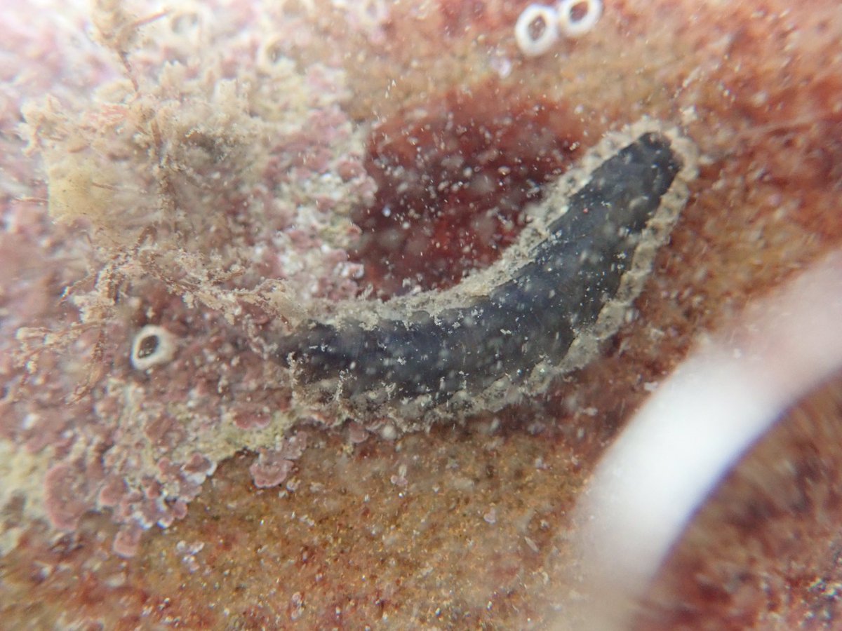 But compared to a lugworm look at this fluffy little wiggle bums.. scale worms! These can come in a variety of colours, and are bloomin gorgeous and far better on video... watch this for some great scale worm action - even swimming! 