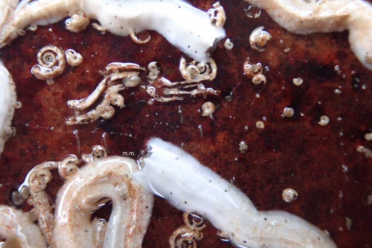 Oh look here’s some shells.NOPE. WORMS. These are two species of worms, the little spirals and the larger ones are different, but both form calcium carbonate skeletons to protect themselves! And oh boy they are sharp... you’ve likely cut you hands on one rockpooling ...