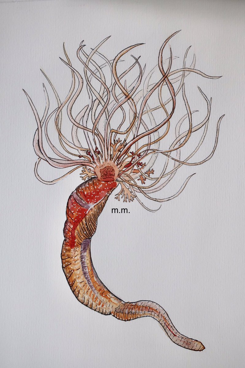 Speaking of gorgeous worms - Eupolymnia nebulosa, it’s so gorgeous, I couldn’t help but paint it! See footage of it’s long, winding, bright orange tentacles here - 