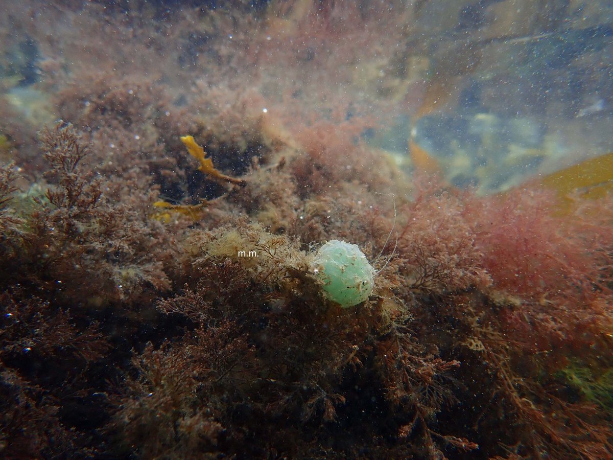 Green blobs. Must be aliens?Yep, you guessed right.No I’m kidding.. it’s *drumroll*... worms. This huge blob, is a eggs sac of a green leaf worm... now I say huge because I was lucky enough to watch them being laid...And....
