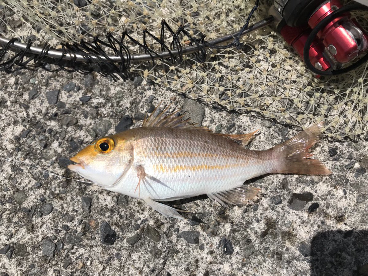 Kajinao 30 イトフエフキ たまに餌で釣れる魚 基本的にはシロギス釣りの外道でよく釣れるらしい 伊良湖 とか浜名湖とか尾鷲とか沼津とか比較的どこでも釣ることができる Kajinao 30 イトフエフキ たまに餌で釣れる魚 基本的にはシロギス釣りの外道でよく釣れるらしい 伊良湖 とか浜名湖とか尾鷲とか沼津とか比較的どこでも釣ることができる