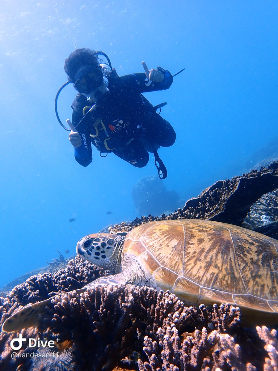 wita_desandri's tweet photo. Not need 1000 divers to hold an independence day ceremony underwater. Happy 75, Indonesia! #komodoislands #divekomodo #idive #HUTRI75 #dirgahayuindonesia #IndependenceDay2020 https://t.co/WbwJ0N2xBU