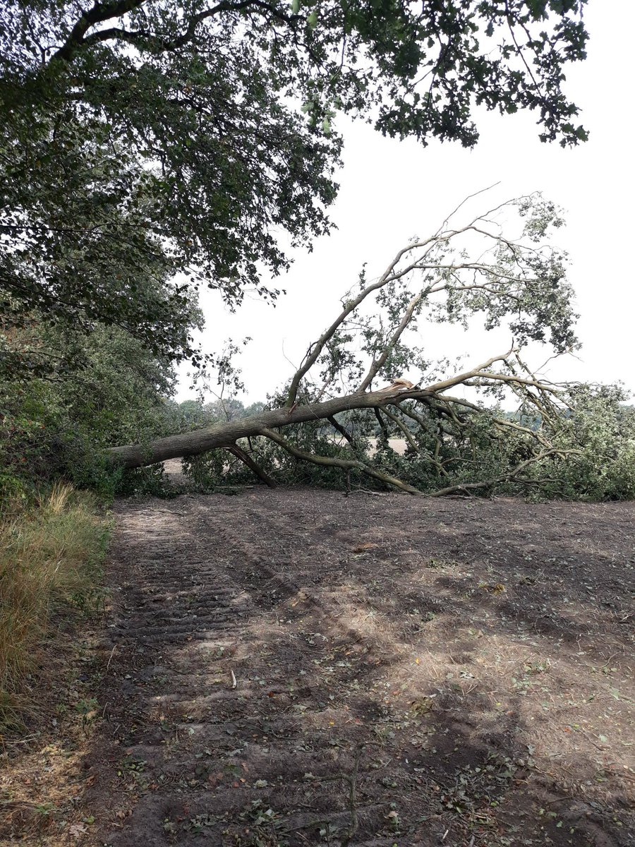 BeheerderJan's tweet photo. Flinke windhoos velt oude Eiken te Castenray/Venray, lang geduurd zo groot te worden. https://t.co/LIrBIpiQWL