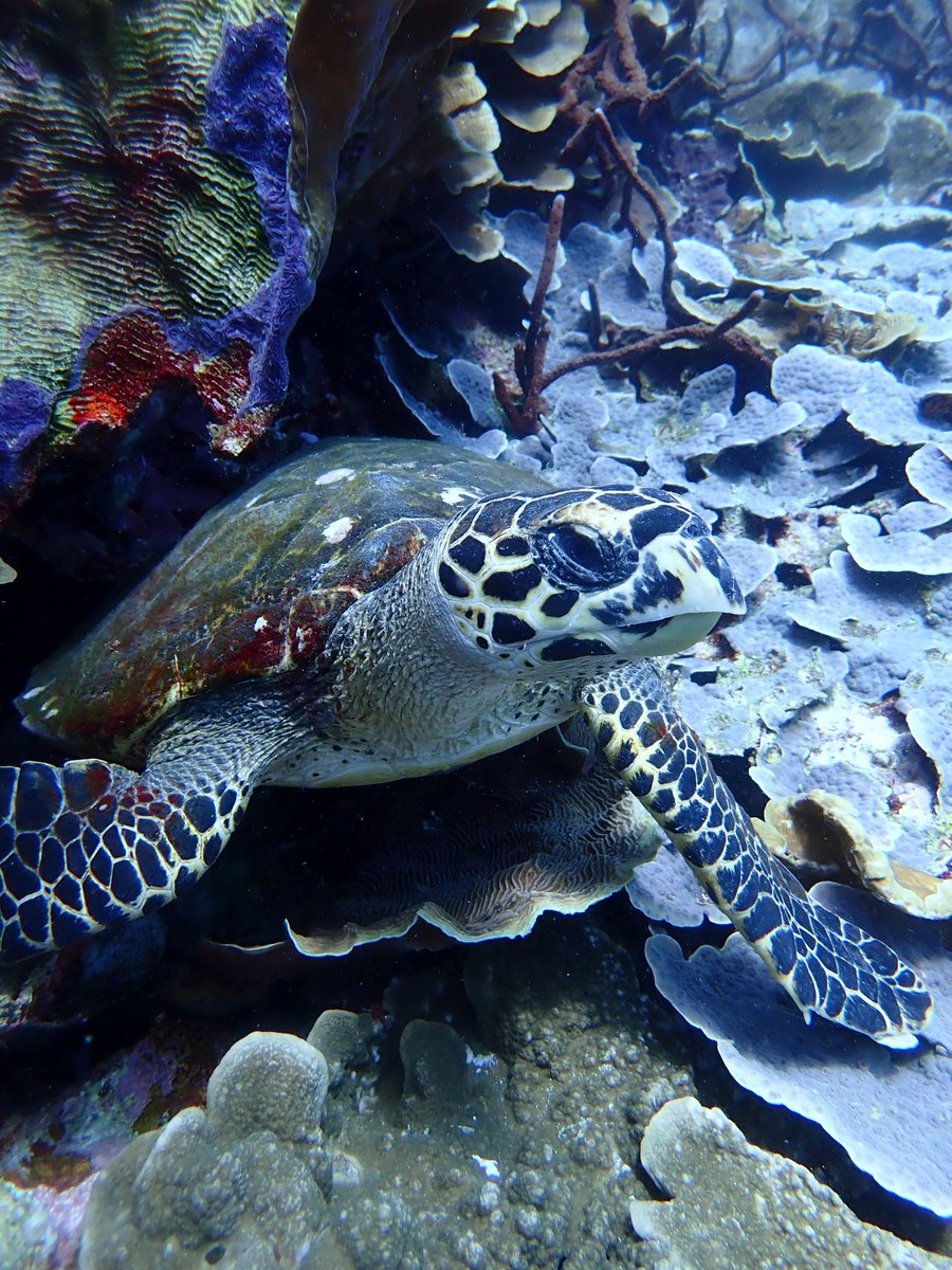 wita_desandri's tweet photo. Parah si bagus bgt dive site nya, gak bisa milih foto 😢 #HUTRI75 #IndependenceDay2020 #dirgahayuindonesia #DirgahayuIndonesia75th #komodoislands #divekomodo #idive https://t.co/4gunALh0cd