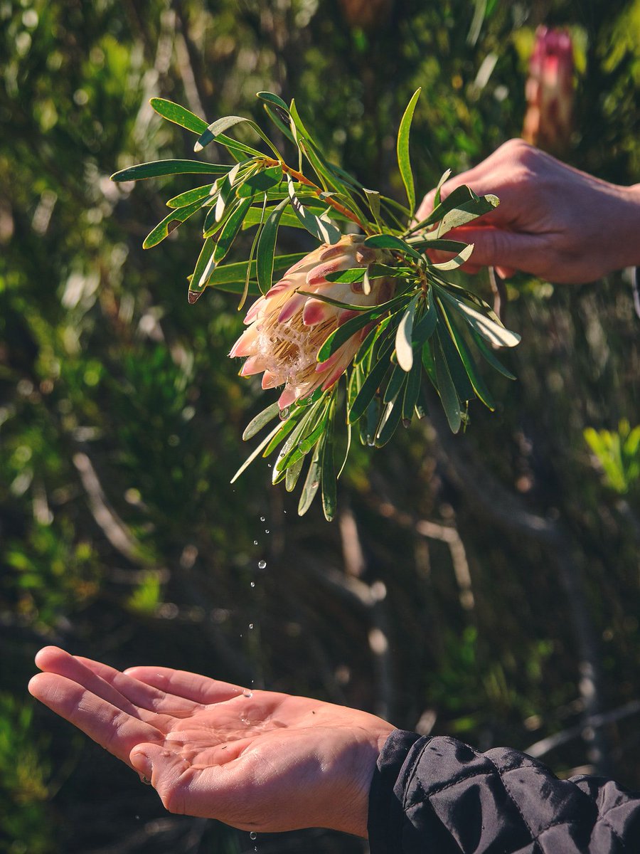 Grootbos (@grootbos) on Twitter photo Explore the fynbos on a 4x4 flower safari and learn all about the many properties and medicinal uses of these endemic plants. This ‘Suikerbossie’ or ‘Sugarbush’ produces a nectar that was collected and boiled up as a cough syrup by early Dutch settlers.
📷 <a href="/Brutanikhul/">Gareth Williams</a> Explore the fynbos on a 4x4 flower safari and learn all about the many properties and medicinal uses of these endemic plants. This ‘Suikerbossie’ or ‘Sugarbush’ produces a nectar that was collected and boiled up as a cough syrup by early Dutch settlers.
📷 <a href="/Brutanikhul/">Gareth Williams</a>