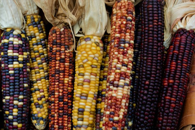 PetroglyphsPP's tweet photo. The month of August is often known in Anishnaabemowin as "Mndaamin D'bik Giizis" or in English the "Corn Moon". It is the moon where we learn about Creation and the cycle of life. As well, the seeds of the corn represent future generations yet to be born into this world. https://t.co/rtohLjSt7V