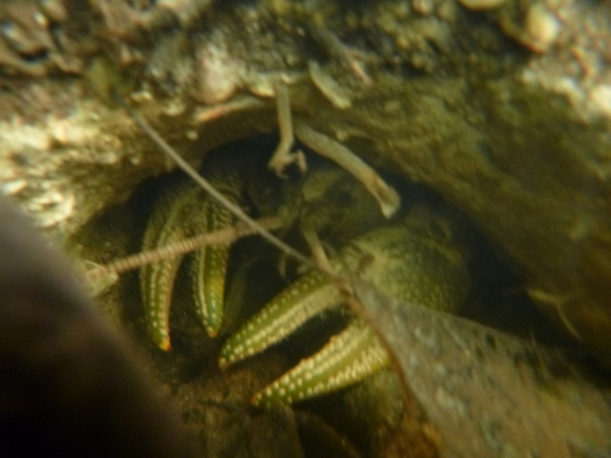 We discovered this cool critter in its burrow while doing field work in a forested, first order stream last week. Great to be able to be out in the field again - always something new to see and learn!