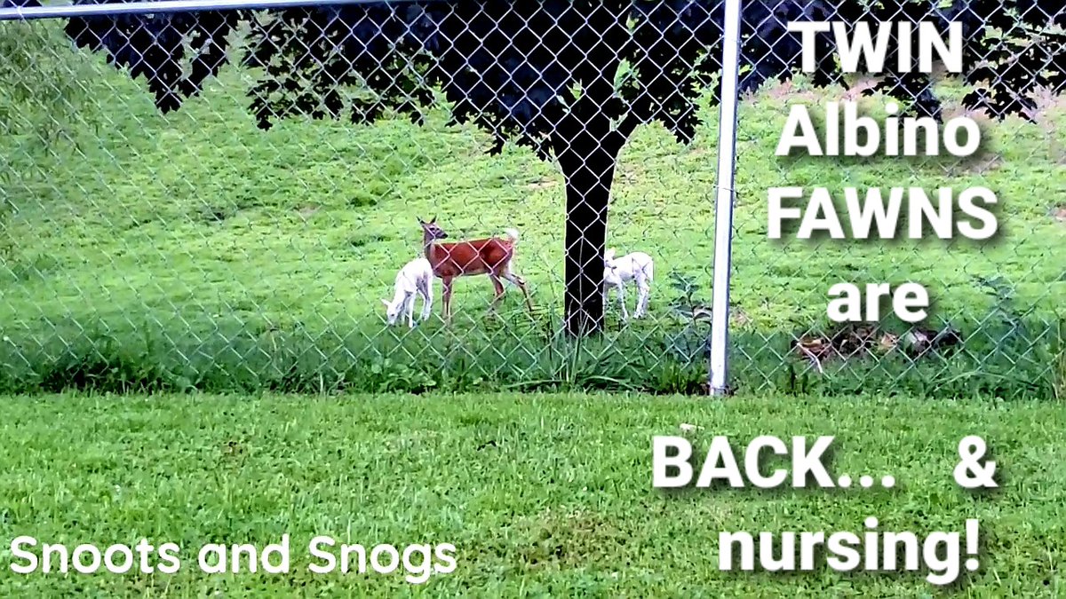 SnootsAndSnogs's tweet photo. #NewVideoAlert #NewVideo 

#Twin #albino #fawns/#deer w/#mom &amp; MOST #rare #opportunity f/you to see them #Nursing #together

#clickthelink below:

--> https://t.co/P72gGKXVgZ

#SubscribeNow for HOURS of #Whitetail #doe w/albino #Twins 

@mjgranger1 
@DailyMailUK https://t.co/q9j60BajM3